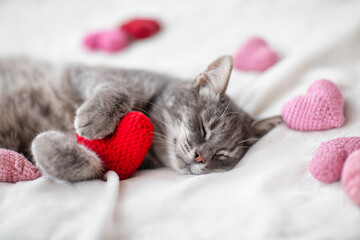 Naklejka premium Valentine with cute tabby cat lies on a bed on a white fluffy blanket surrounded by pink and red hearts