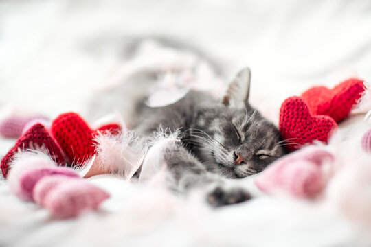 Valentine card with a cute tabby cat lying on a bed on a white fluffy blanket surrounded by pink and red hearts and feathers