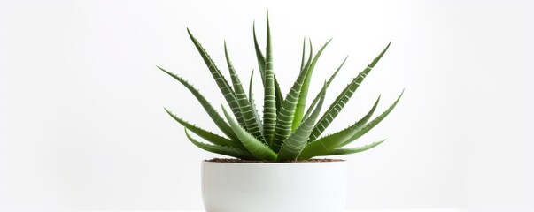 Aloe vera plant is beautiful and nutritious on white background