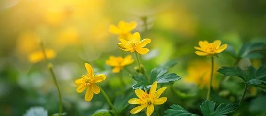 Poster Selective focus is used in naturopathy with medicinal herbs like Chelidonium majus, greater celandine, and nipplewort. © 2rogan