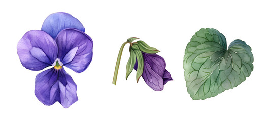 Watercolor violet flower. Illustration clipart isolated on white background.