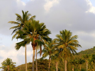 palm tree and coconut tree, tropical landscape in guadeloupe