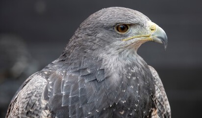 A Chilean Blue Eagle. Also known as the Black-Chested Buzzard-Eagle, the Chilean Blue Eagle is a South American bird of prey from the Buteo genus. 