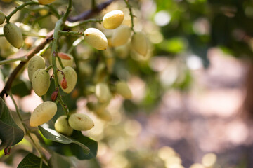 Pistachio planting, and photos of pistachios on tree in the foreground