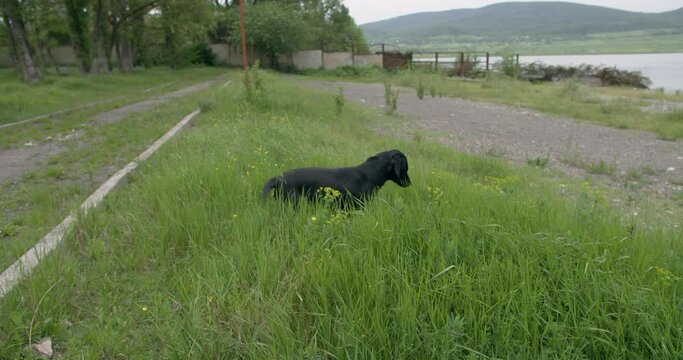 Stray dog playing in the grass near lake