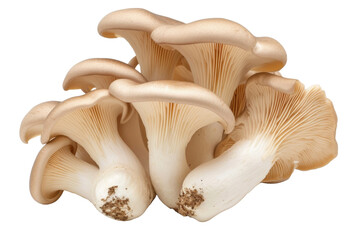 Fototapeta premium Oyster mushrooms Isolated transparent background. PNG Format.