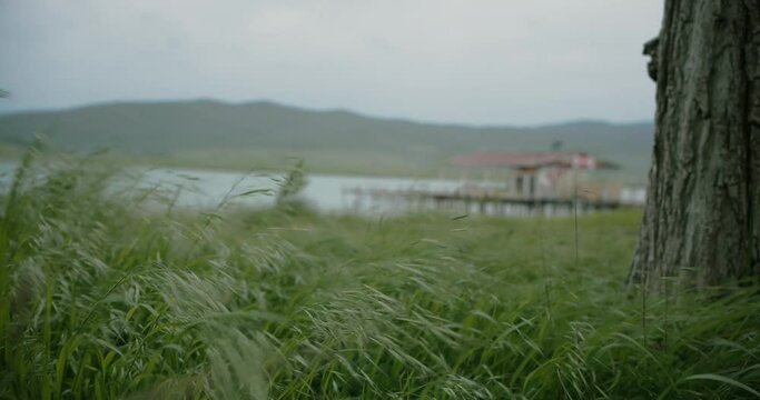 Windy day at lake side