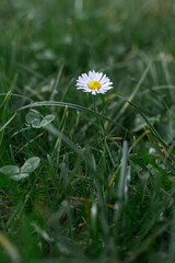 A common daisy in a field with grass