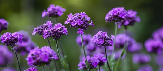 Obraz premium Purple Verbena bonariensis flower, also known as purpletop or argentinian vervain, is a tall and pretty verbena.