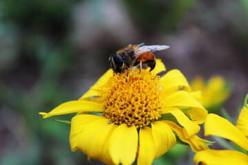 bee on yellow flower