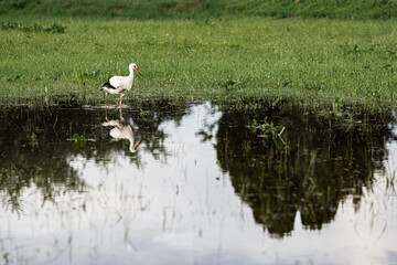 Fototapeta premium A white european stork standing on a field with green grass