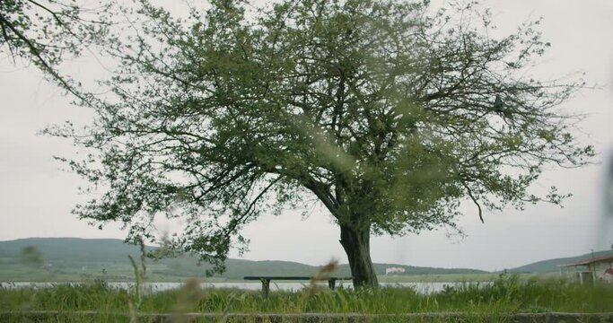 Windy day at lake side