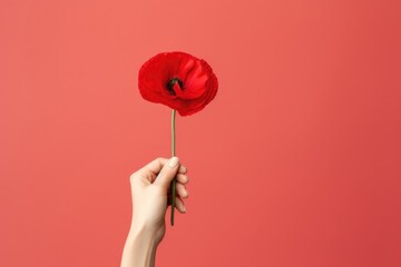Banner with hand holding red poppy flower, symbol for remembrance, memorial, anzac day - obrazy, fototapety, plakaty