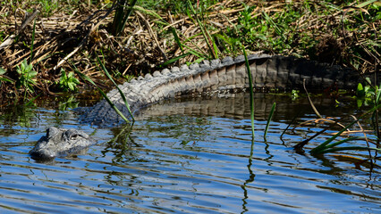 Alligator at Anahuac National Wildlife Refuge, Texas