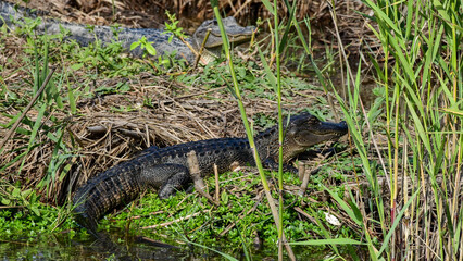 Alligator at Anahuac National Wildlife Refuge, Texas