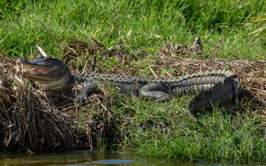 Alligator at Anahuac National Wildlife Refuge, Texas