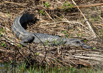 Alligator at Anahuac National Wildlife Refuge, Texas