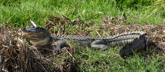Alligator at Anahuac National Wildlife Refuge, Texas