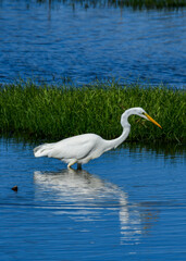Obraz premium Great Egret at Anahuac National Wildlife Refuge, Texas