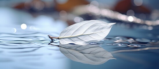 White leaf on mirror surface - obrazy, fototapety, plakaty