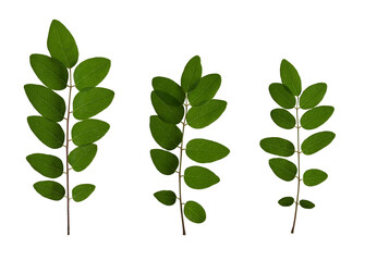 Acacia leaves set. Green acacia leaves isolated on white background. Elements for creating collage...