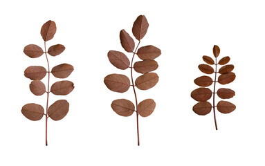 Acacia leaves set. Acacia leaves isolated on white background, back view. Elements for creating collage or design, cards, invitations.