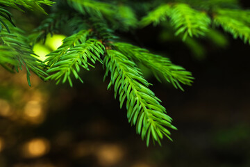 Fir tree branches in forest, closeup
