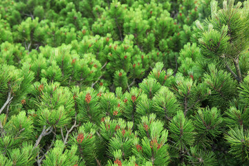 Pine tree branches in forest, closeup