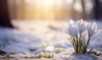 Gordijnen White crocus flowers blooming in snow in the soft morning light, generated by ai © emilio100