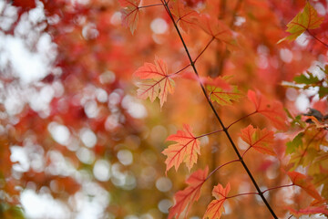 Feuillage coloré d'érable 
