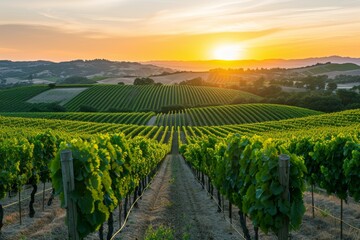 A panoramic view of a sprawling vineyard at sunset