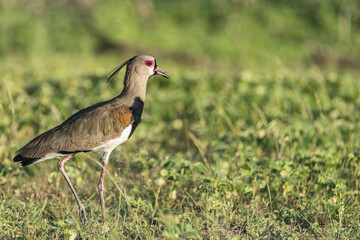 PELLAR COMÚN (Vanellus chilensis) 