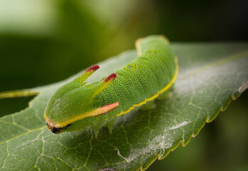 Bruco di ninfa del corbezzolo Charaxes jasius, Sassari, SS, Sardegna, Italy