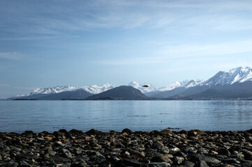 Seagull over Beagle Channel with mountain range in the background