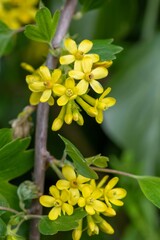 Close up of golden currant (ribes aureum) flowers in bloom