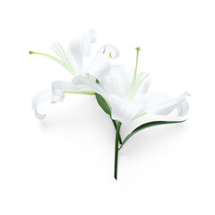 Beautiful lily flowers on white background