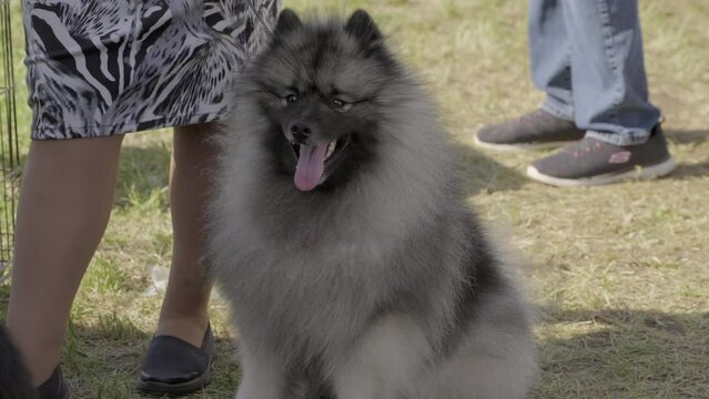 This video shows a front view of a cute keeshond dog sitting next to it's owner, looking around, and panting in the sun. 
