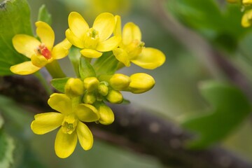 Close up of golden currant (ribes aureum) flowers in bloom
