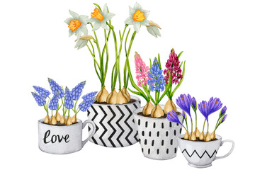 Composition of spring flowers in pots. Hyacinths, muscari, daffodils, crocuses. Watercolor botanical illustration. Birthday, Mother's Day, Women's Day. Design of packaging, logo, cards, posters, etc.
