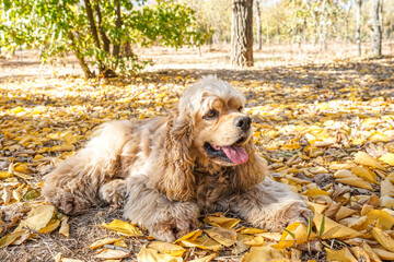 Cute cocker spaniel dog lying in autumn park