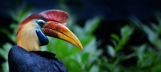 knobbed hornbill (Rhyticeros cassidix) close up