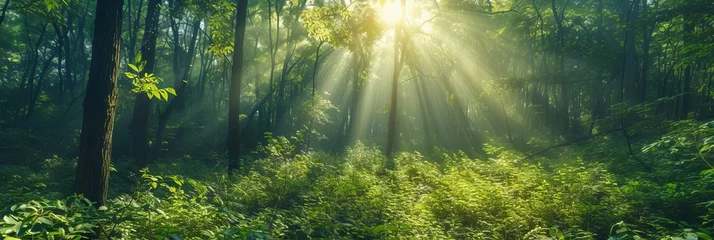 Rolgordijnen  panorama banner background of tropical forest landscape scene for using in concept of environmental ecology and sustainable energy or Earth day, wild wood scenic using for wallpaper of spa and touris © Kateryna Muzhevska