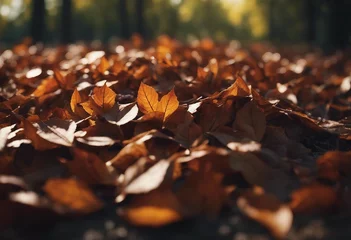 Keuken spatwand met foto Fallen orange autumn leaves in a park or forest Sunny autumn scene © FrameFinesse