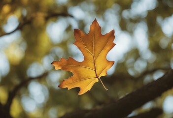 Fototapeta premium Oak Leaf Falling on the Ground in Early Autumn