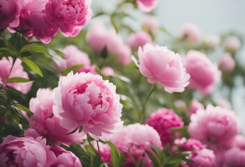 Naklejka premium Beautiful pink peonies in nature with a blue sky behind
