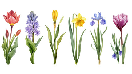 Set of vintage watercolor spring flowers growing in the garden. Botanical collection. Hyacinth, tulip, daffodils, crocus, iris, snowdrop, narcissus isolated transparent background. PNG Format.