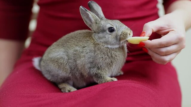Woman in red dress feeds dwarf rabbit which sits on her knees