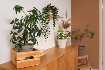 Wooden box with plant on drawers in living room, closeup