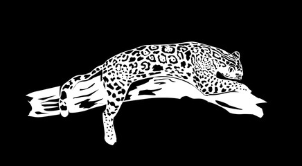 Leopard on a black background
