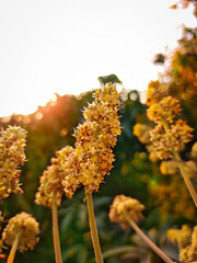 Mango flowers in morning light
